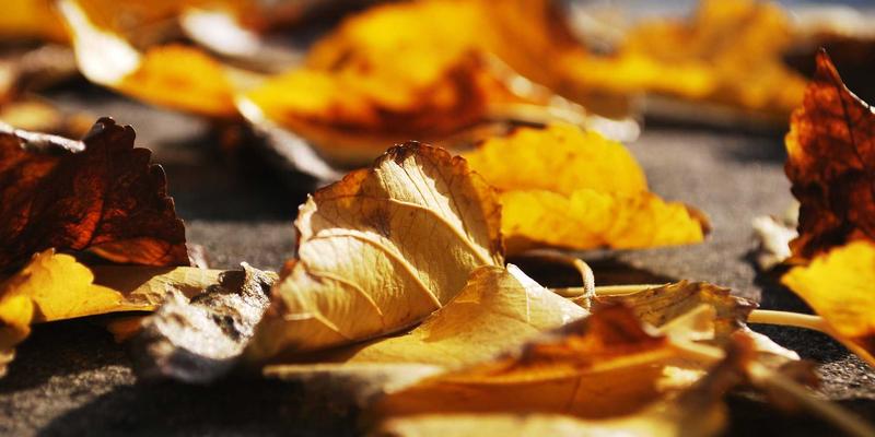 天心芒养生智慧：解锁自然护肤的千年秘钥