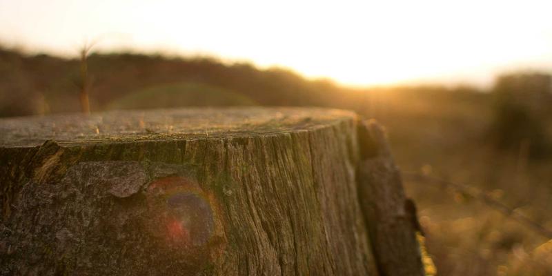 天心芒：融合健康养生与美容护肤的自然馈赠